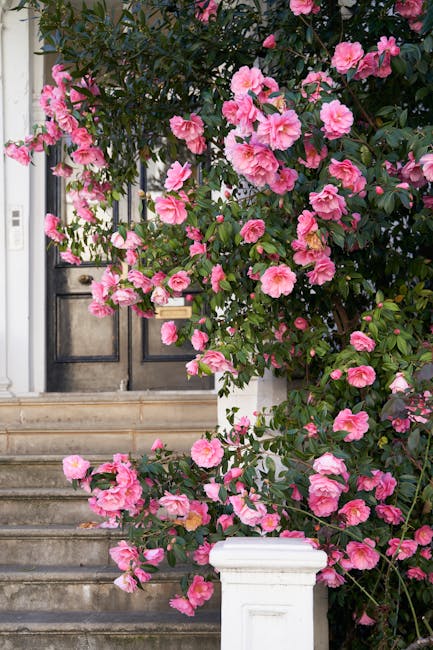 A close-up view of a house entrance with a stone staircase leading up to a black front door, partially obscured by a lush, flowering pink camellia shrub in full bloom. The shrub's dense dark green lea